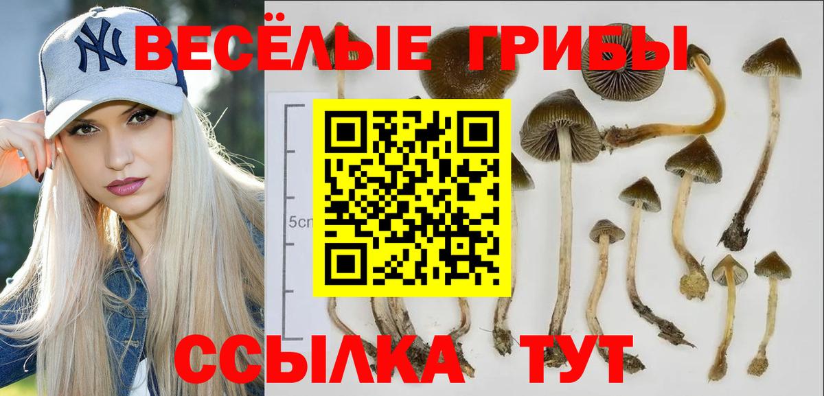Лениногорск  Псилоцибиновые грибы мицелий  Вход с VPN 